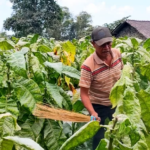 Petani Tembakau Boyolali Alami Kerugian Akibat Cuaca Ekstrem dan Penurunan Harga