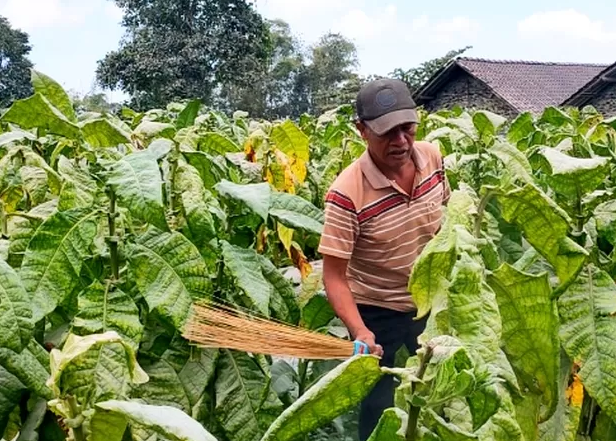 Petani Tembakau Boyolali Alami Kerugian Akibat Cuaca Ekstrem dan Penurunan Harga