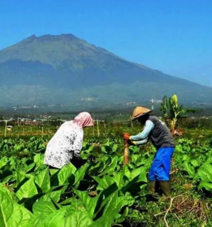 Peluang dan Tantangan dalam Pasar Global